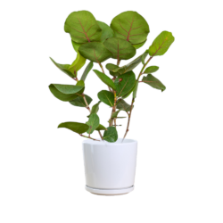 Sea Grape Plant
